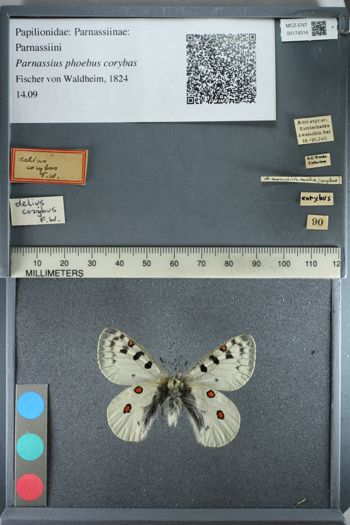 Media type: image;   Entomology 174314